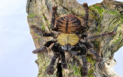 Omothymus.schioedtei sling tarantula
